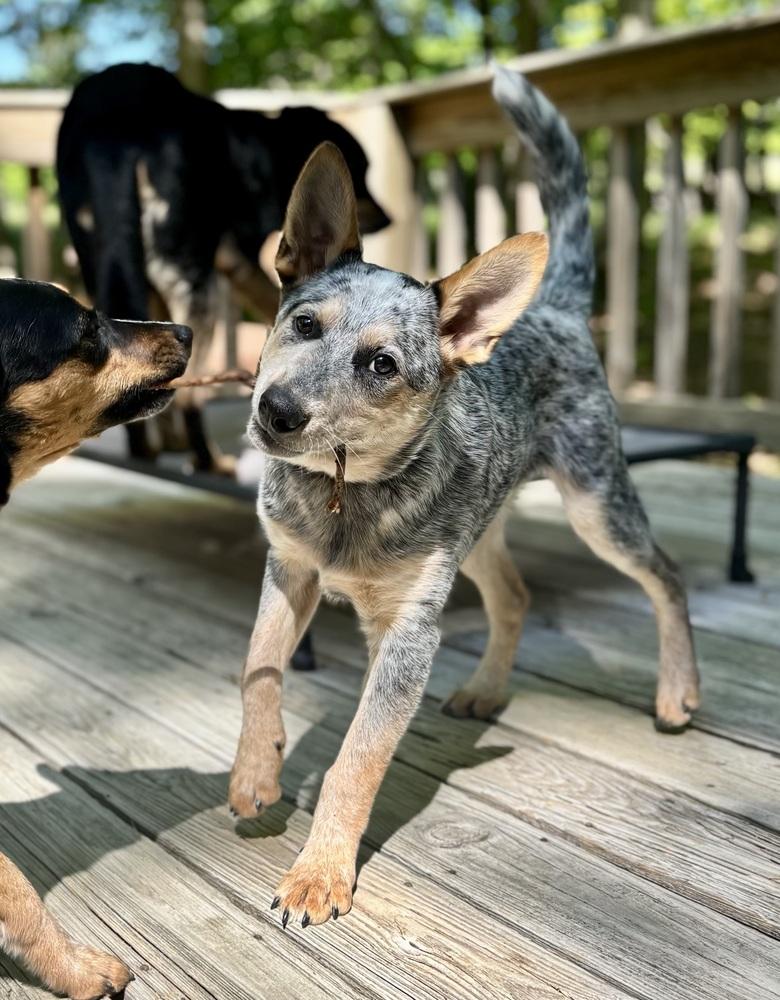 Enlarge Grey, a Adoptable Australian Cattle Dog / Blue Heeler in Mansfield, OH image 3/3