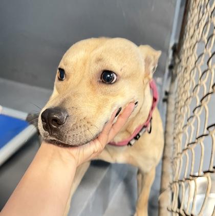 Lemmy - 1, Adoptable, Young Female Labrador Retriever & Mixed Breed.