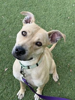 Enlarge Lemmy - 3, a Adoptable mixed breed in Daytona Beach, FL image 1/3