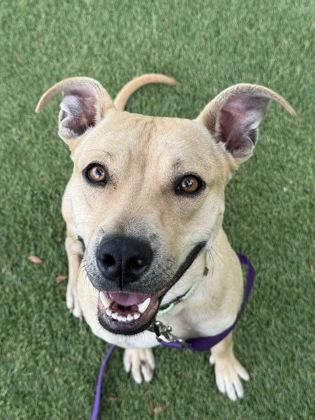 Enlarge Lemmy - 3, a Adoptable mixed breed in Daytona Beach, FL image 2/3