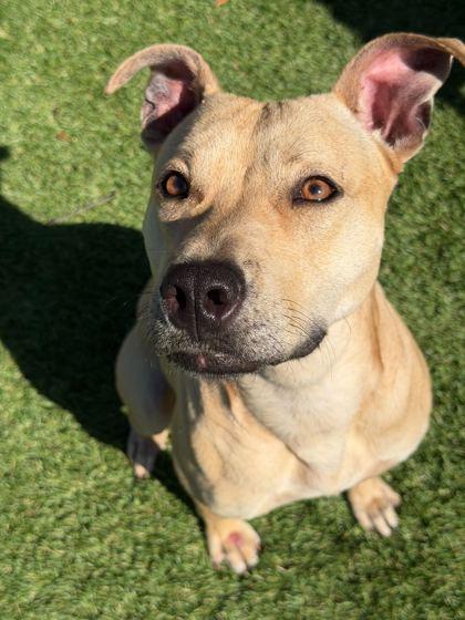 Lemmy - 1, a Adoptable mixed breed in Daytona Beach, FL image 2/2