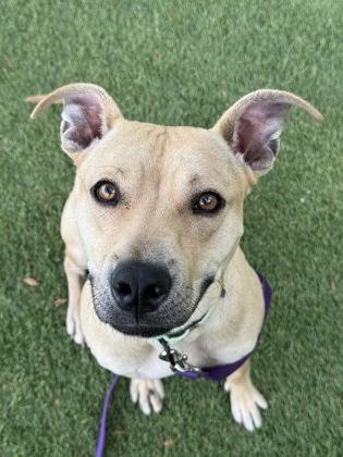 Lemmy - 1, Adoptable, Young Female Labrador Retriever & Mixed Breed.