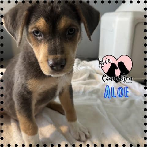Enlarge Aloe, an adopted mixed breed in Gilbert, AZ image 1/1