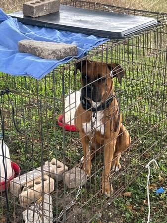 BOB, Adoptable, Adult Male Boxer.
