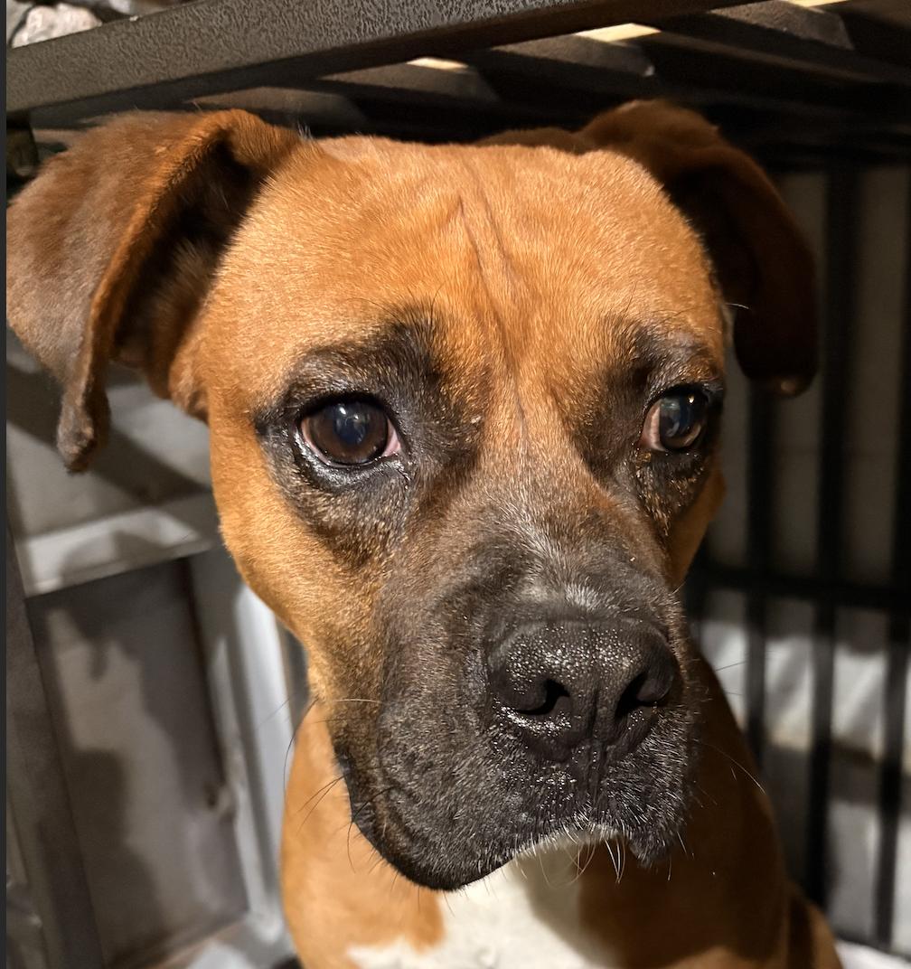 Enlarge BOB, a Adoptable Boxer in Katy, TX image 2/2