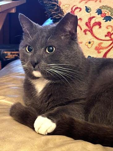 Smokey Too, adopted, Young Male Domestic Short Hair.