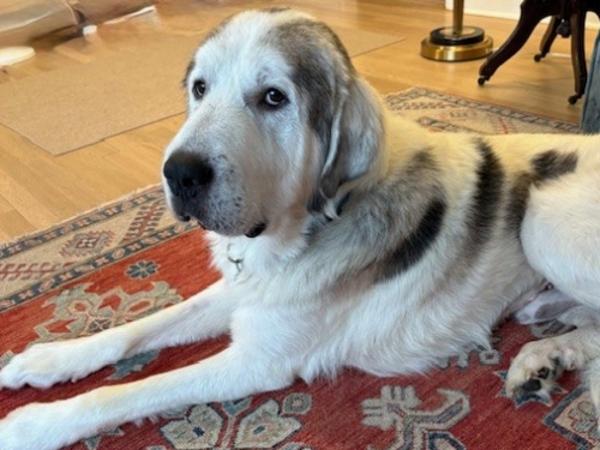 Qistibi, Adoptable, Senior Male Great Pyrenees.
