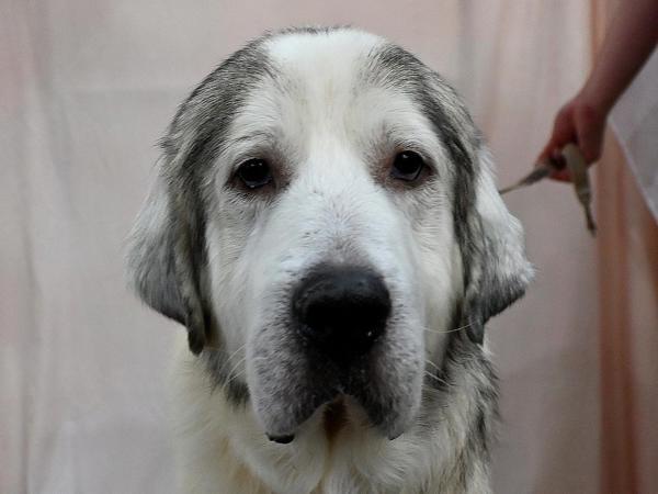 Enlarge Qistibi, a Adoptable mixed breed in Portland, OR image 2/6