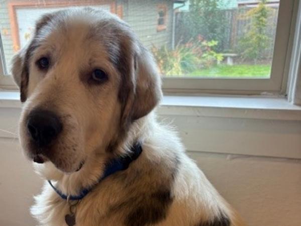 Enlarge Qistibi, a Adoptable mixed breed in Portland, OR image 3/6