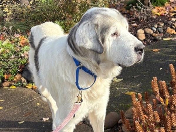 Enlarge Qistibi, a Adoptable mixed breed in Portland, OR image 5/6