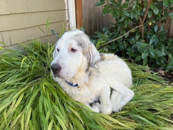 Enlarge Qistibi, a Adoptable mixed breed in Portland, OR image 6/6