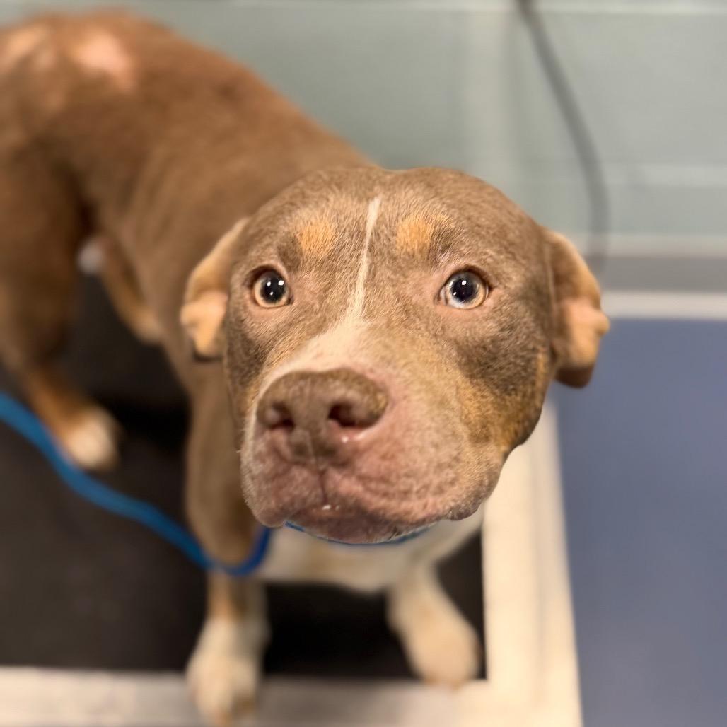 Latte — thumbnail 2