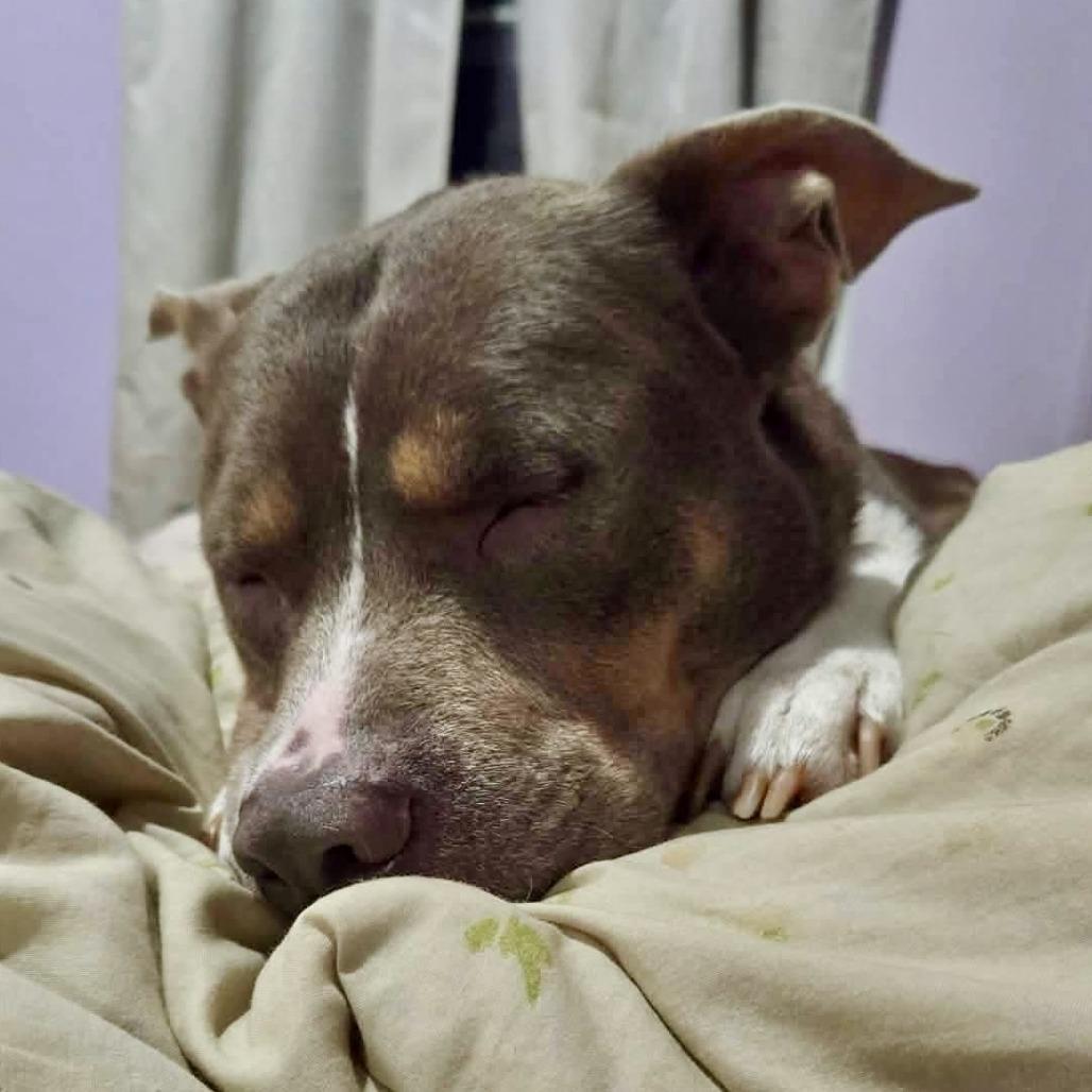 Latte — thumbnail 5