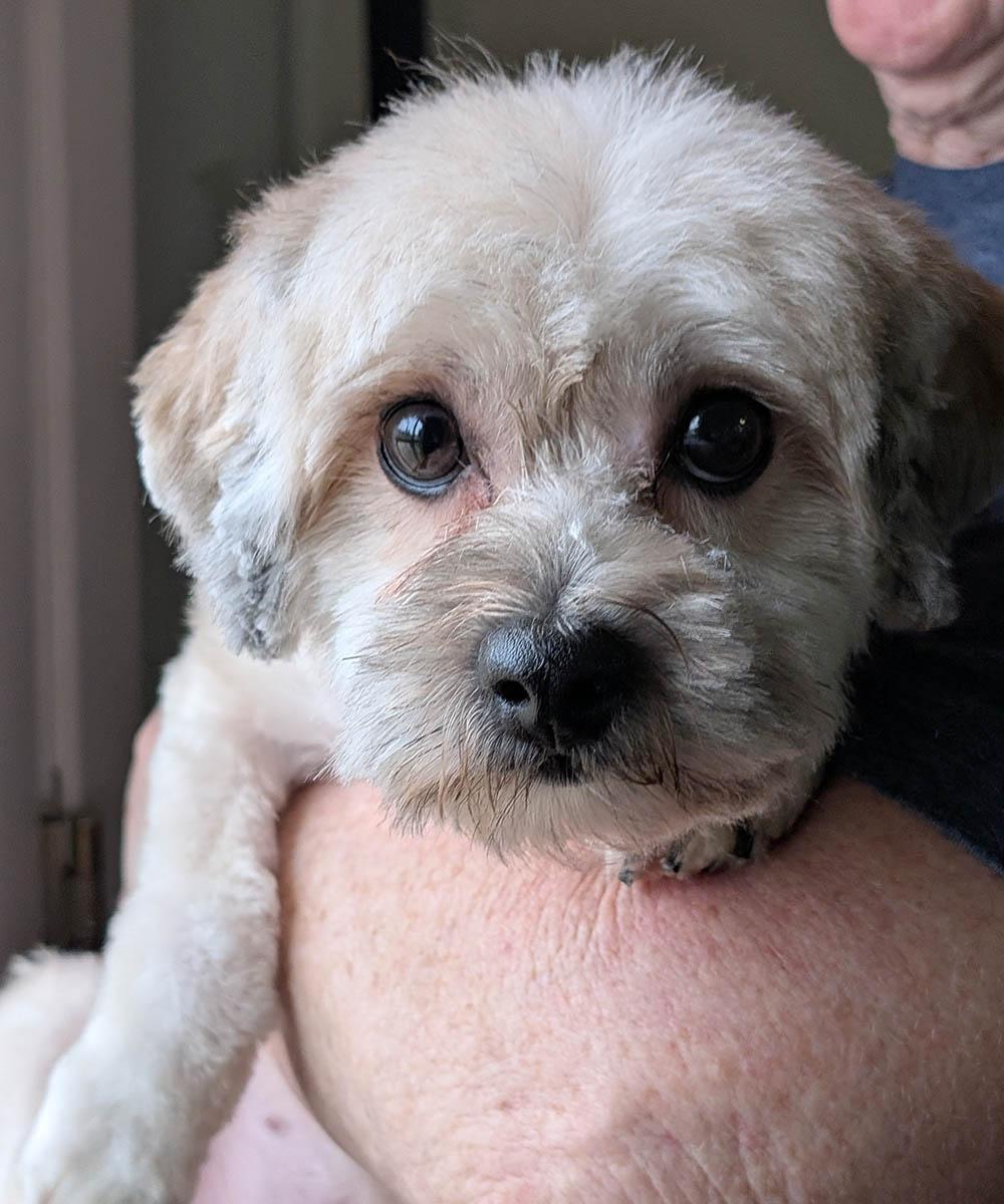 Athena, adopted, Young Female Shih Tzu & Lhasa Apso.