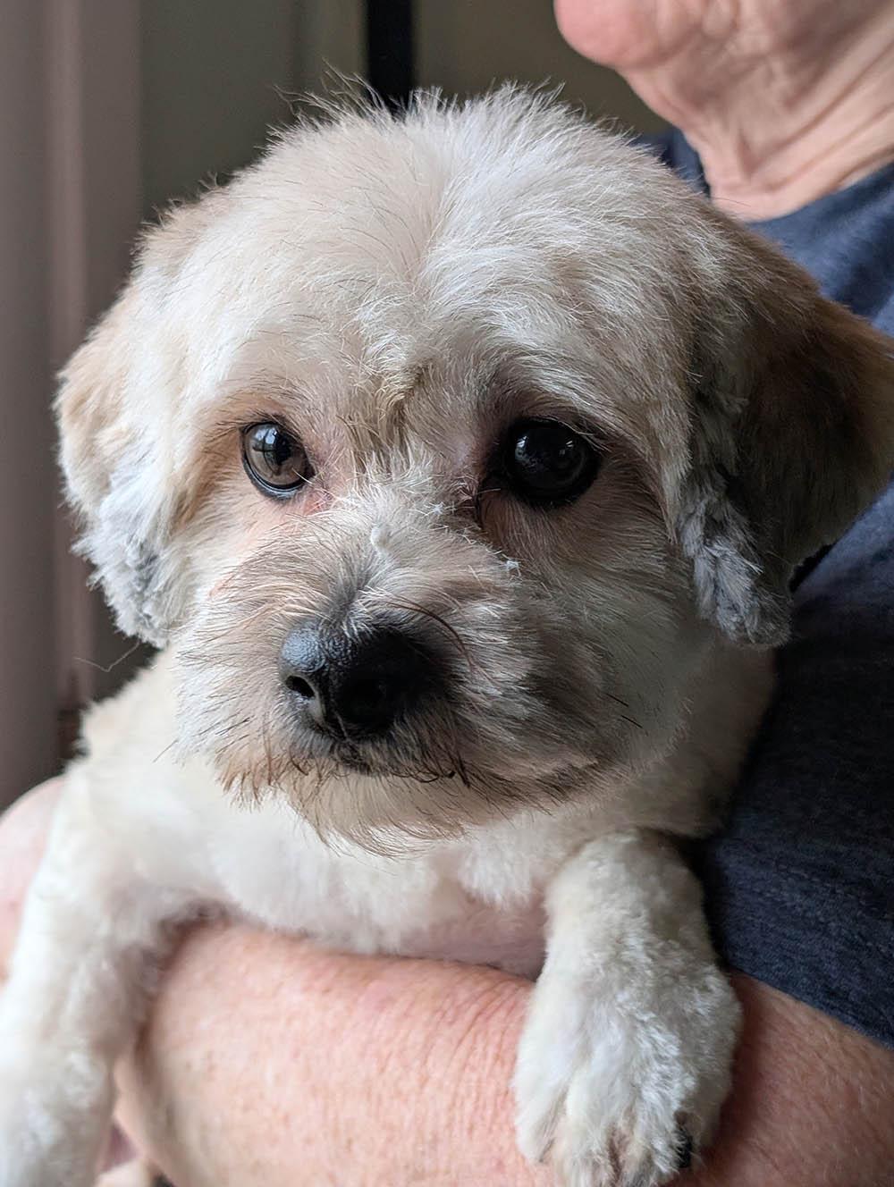 Athena, an adopted mixed breed in Herald, CA image 3/4