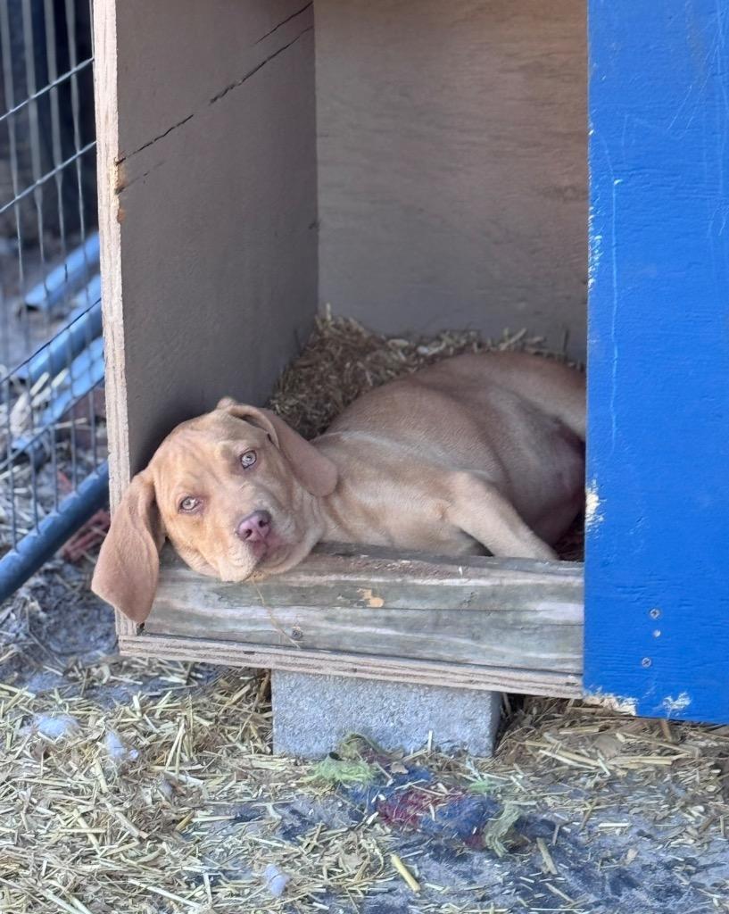Rosco, Adoptable, Young Male Chocolate Labrador Retriever & Vizsla.