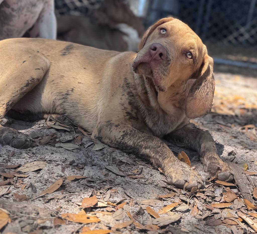 Enlarge Rosco, a Adoptable mixed breed in Waynesville, GA image 2/4