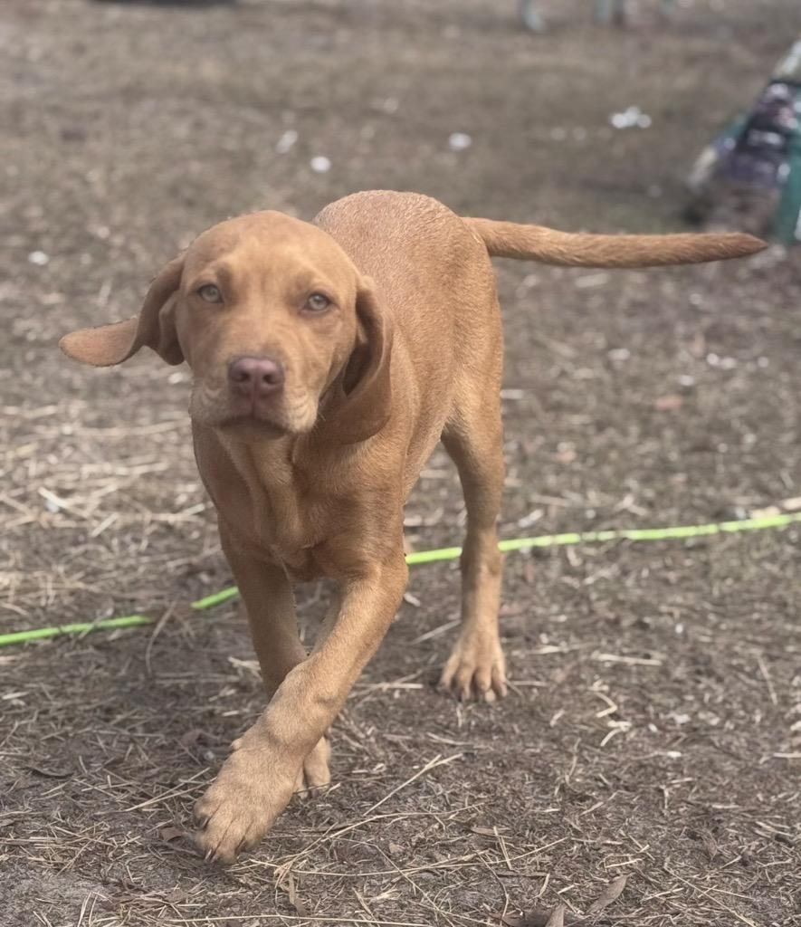 Enlarge Rosco, a Adoptable mixed breed in Waynesville, GA image 3/4