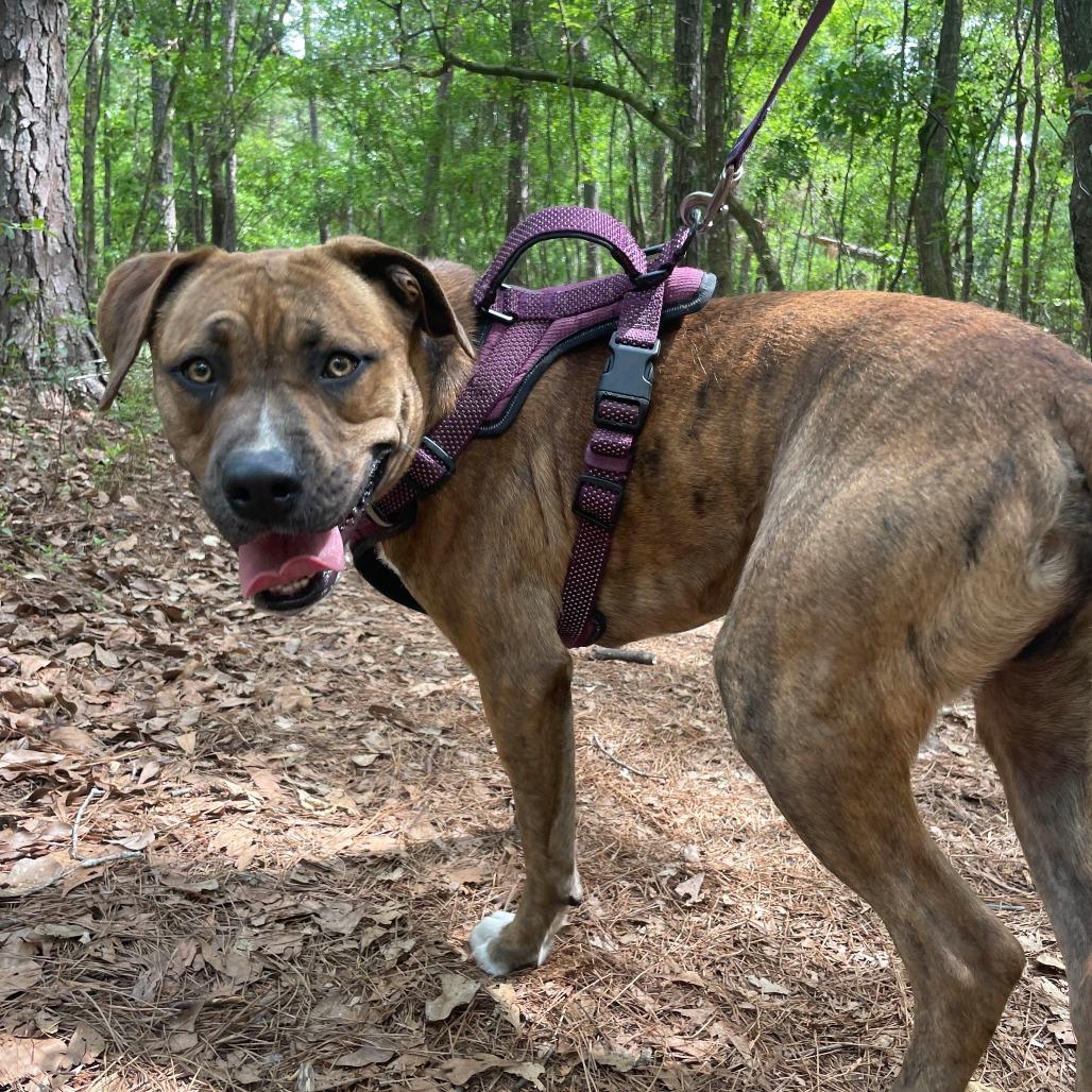 Enlarge Rascal, a Adoptable Mixed Breed in Gainesville, FL image 1/6