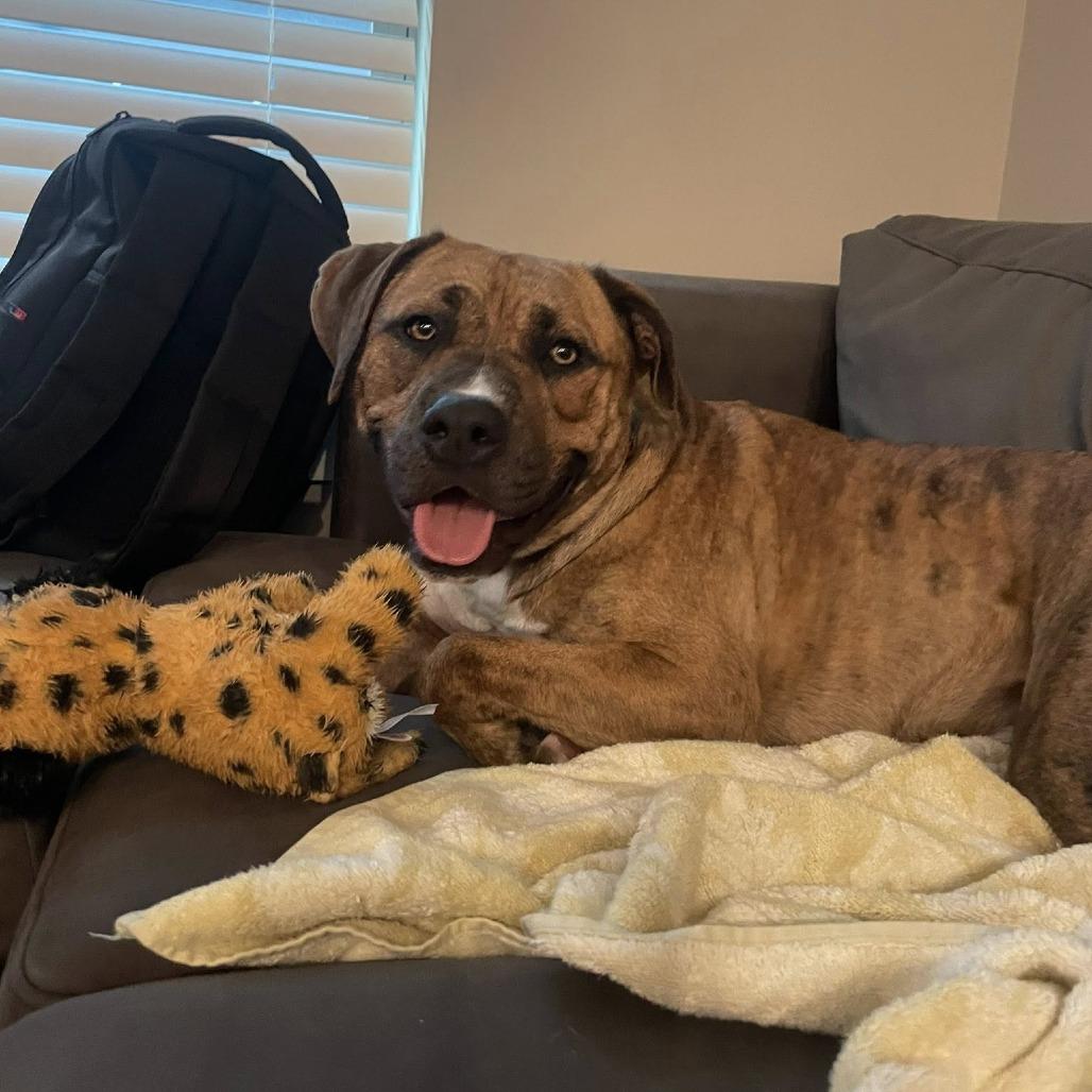 Enlarge Rascal, a Adoptable Mixed Breed in Gainesville, FL image 4/6