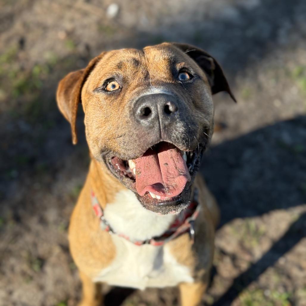 Enlarge Rascal, a Adoptable Mixed Breed in Gainesville, FL image 6/6