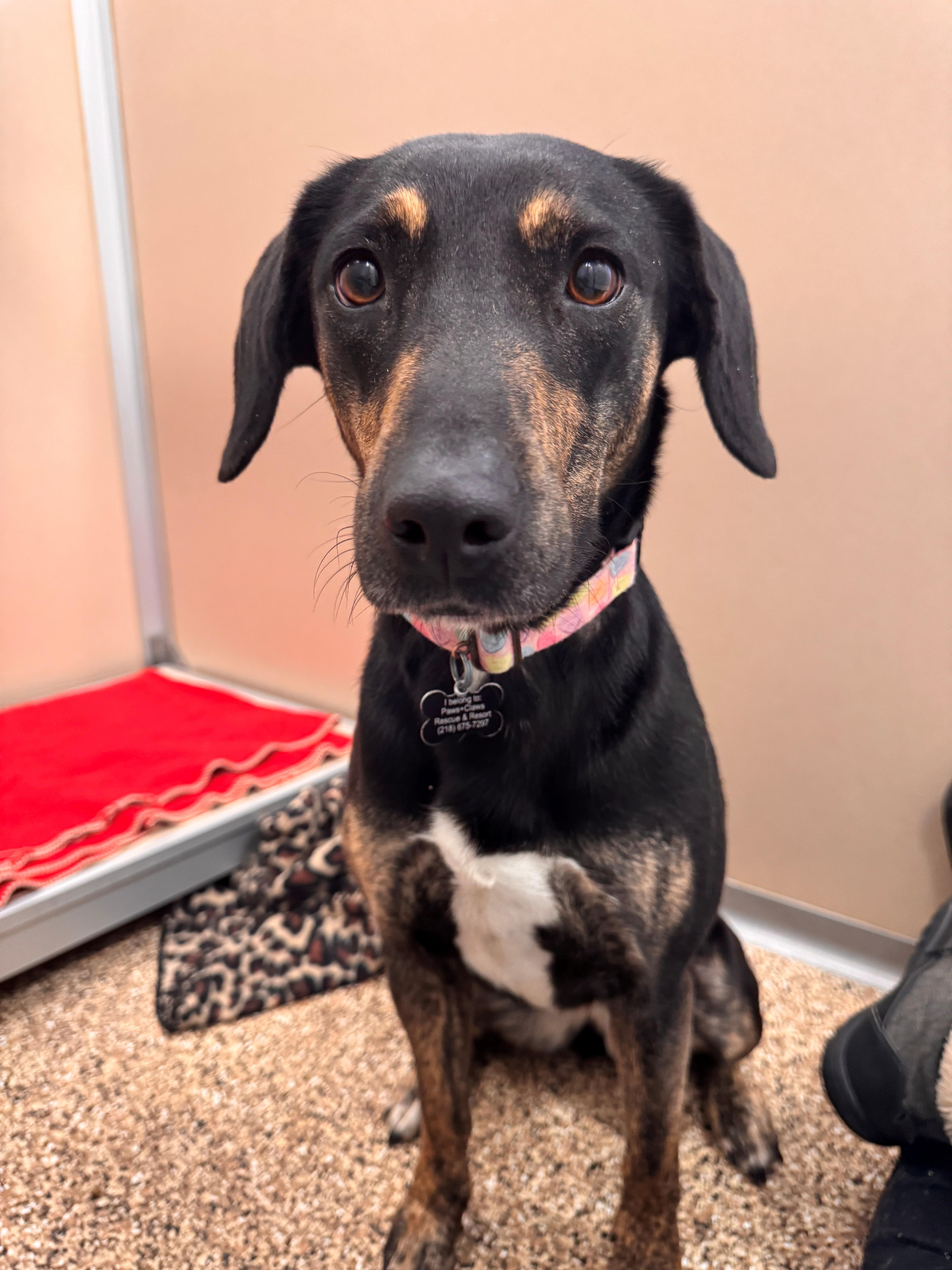 Sweetheart, a ADOPTABLE mixed breed in Hackensack, MN image 2/3