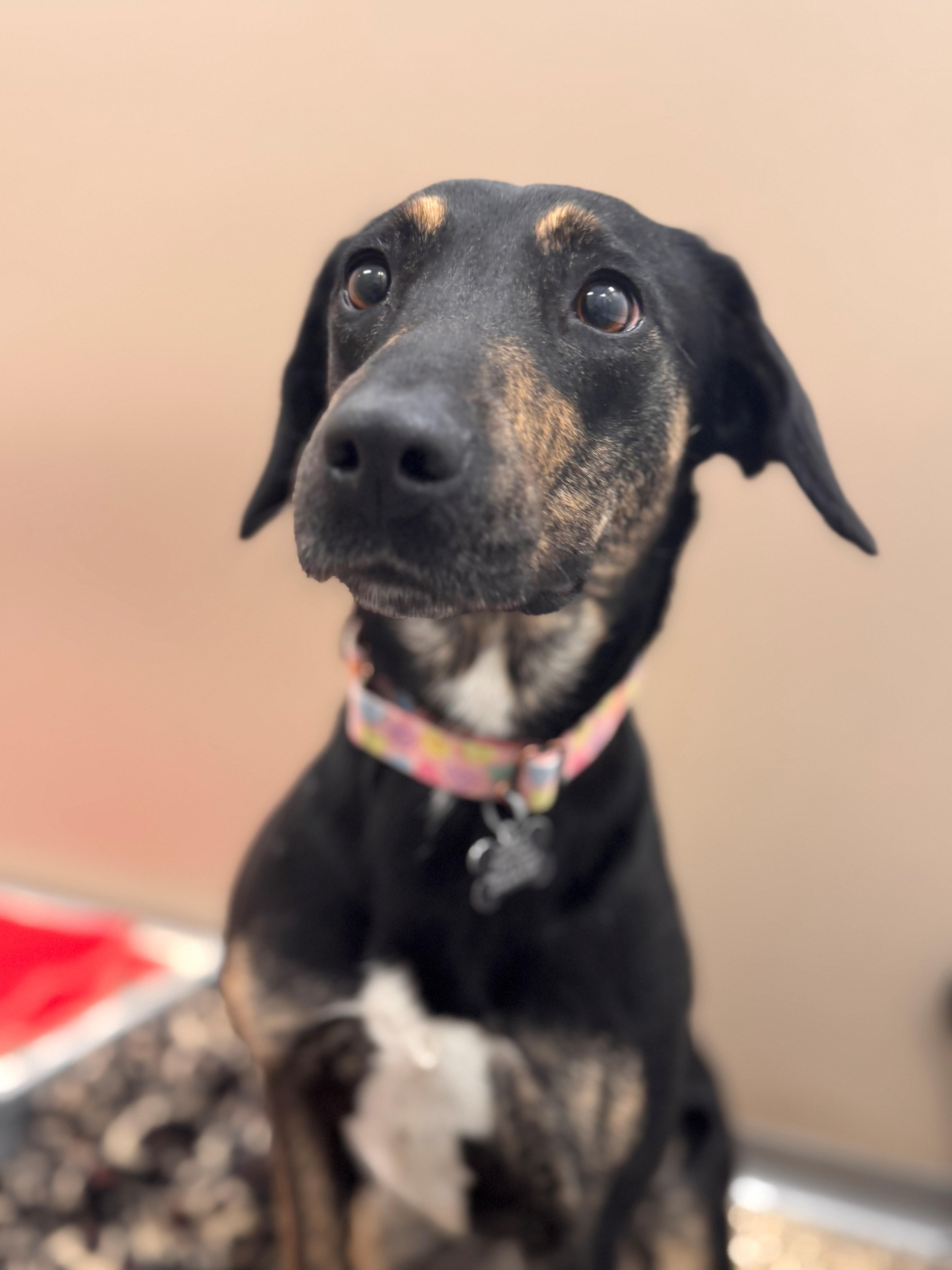 Sweetheart, ADOPTABLE, Adult Female Mixed Breed.