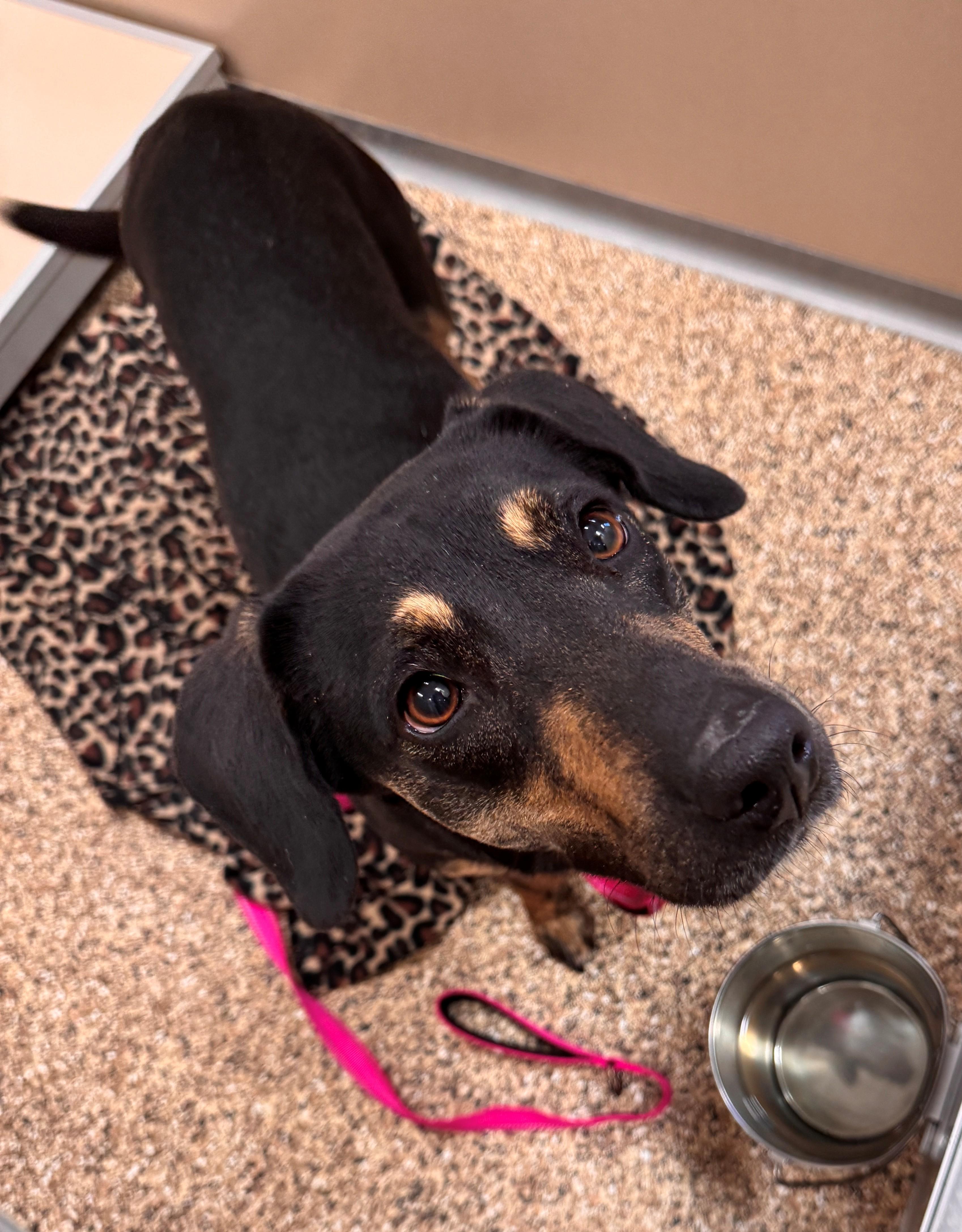 Sweetheart, a ADOPTABLE mixed breed in Hackensack, MN image 3/3