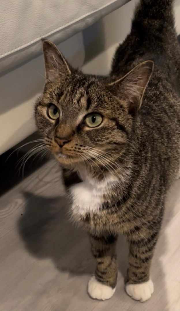 Wendy, a Adoptable Domestic Short Hair in Westfield, NJ image 1/3