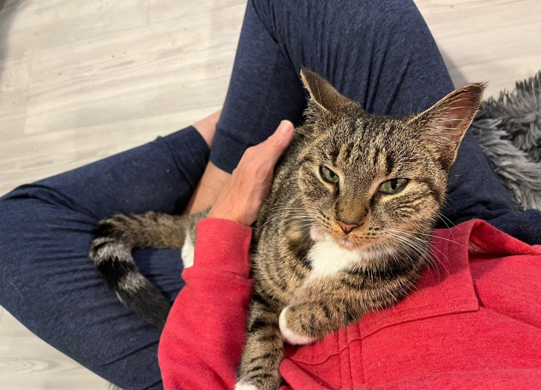 Wendy, a Adoptable Domestic Short Hair in Westfield, NJ image 2/3