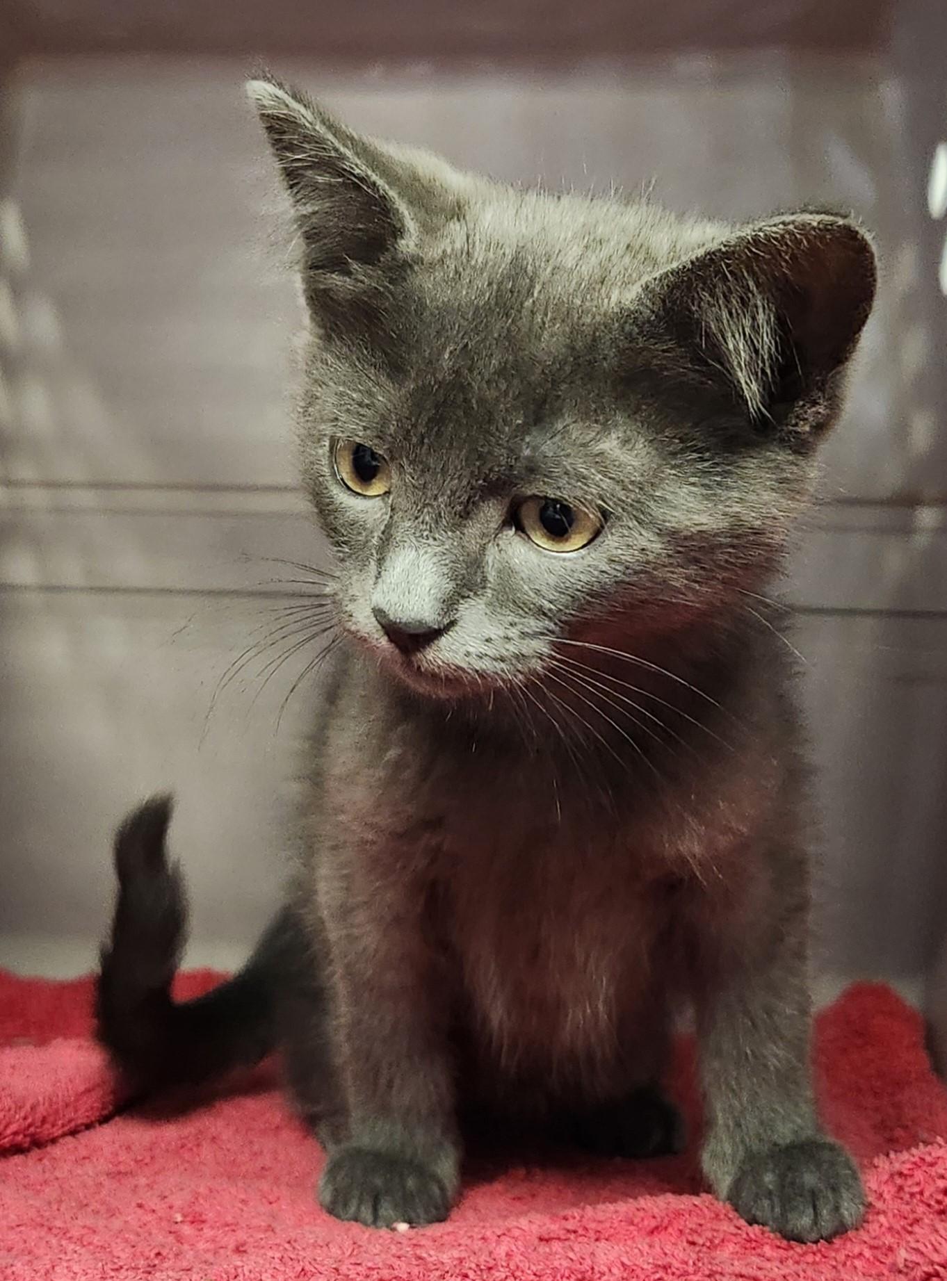 Ziggy, an adoptable Domestic Medium Hair in Yarnell, AZ, 85362 | Photo Image 3
