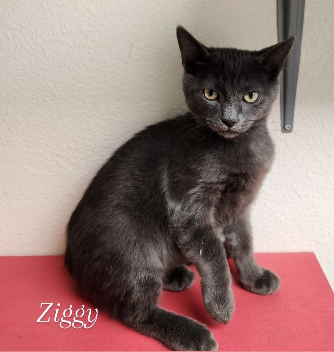 Ziggy, an adoptable Domestic Medium Hair in Yarnell, AZ, 85362 | Photo Image 1