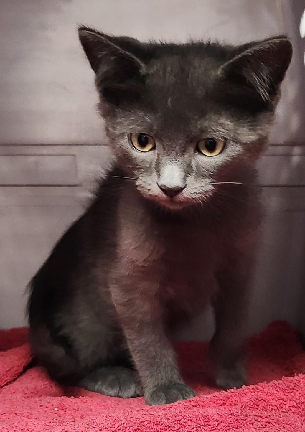 Ziggy, an adoptable Domestic Medium Hair in Yarnell, AZ, 85362 | Photo Image 5