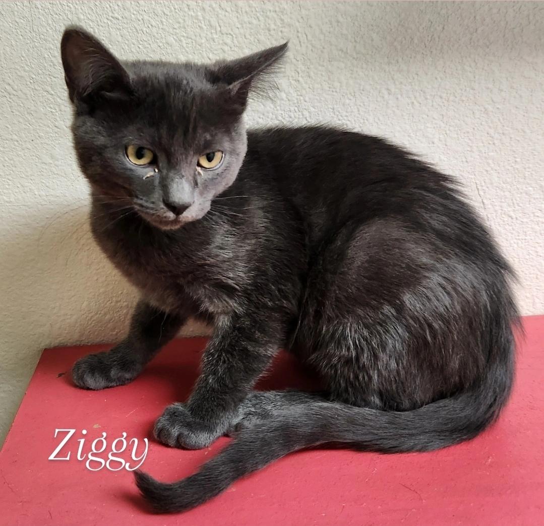 Ziggy, an adoptable Domestic Medium Hair in Yarnell, AZ, 85362 | Photo Image 2