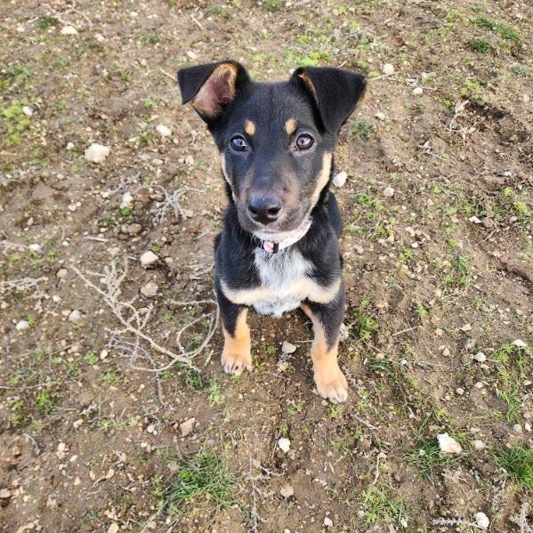 Enlarge Lola, a Adoptable mixed breed in Spokane, WA image 2/5