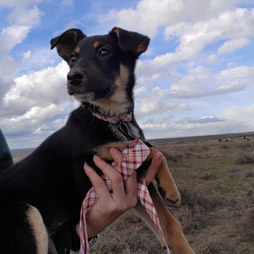 Enlarge Lola, a Adoptable mixed breed in Spokane, WA image 4/5