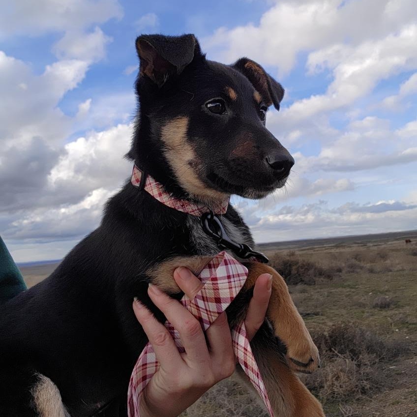 Enlarge Lola, a Adoptable mixed breed in Spokane, WA image 3/5
