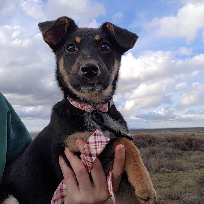 Lola, Adoptable, Puppy Female Australian Cattle Dog / Blue Heeler.