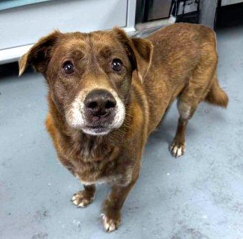 Samuel, ADOPTABLE, Adult Male Labrador Retriever.