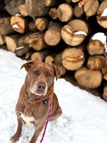 Enlarge Samuel, a ADOPTABLE mixed breed in Bedford Hills, NY image 2/4