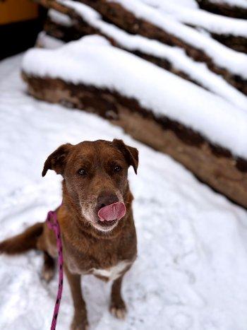 Enlarge Samuel, a ADOPTABLE mixed breed in Bedford Hills, NY image 4/4