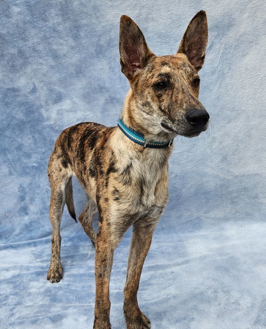 Tiger, a Adoptable mixed breed in Monroe, NC image 2/6