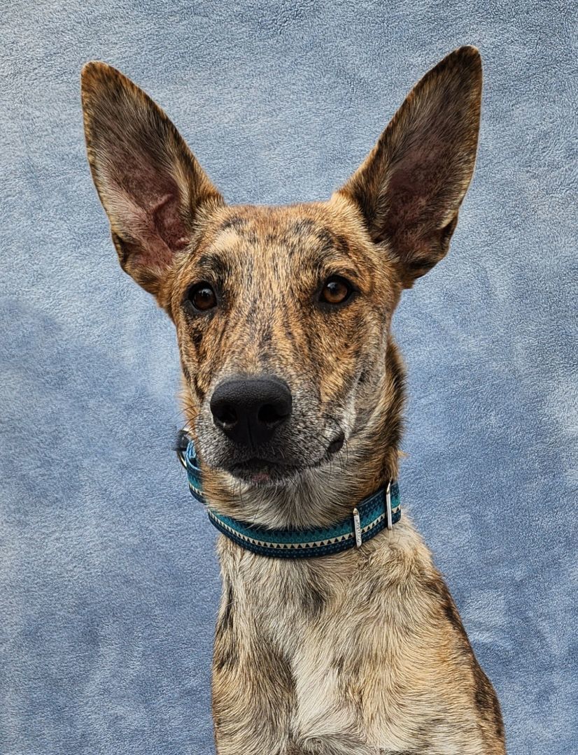 Tiger, Adoptable, Adult Male Dutch Shepherd.