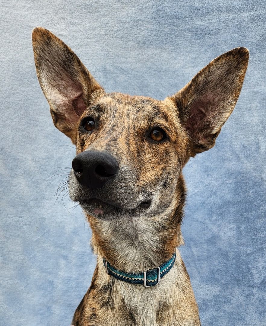 Tiger, an adoptable Dutch Shepherd in Monroe, NC, 28111 | Photo Image 4