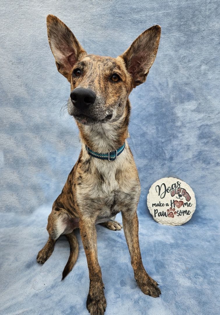 Tiger, an adoptable Dutch Shepherd in Monroe, NC, 28111 | Photo Image 5