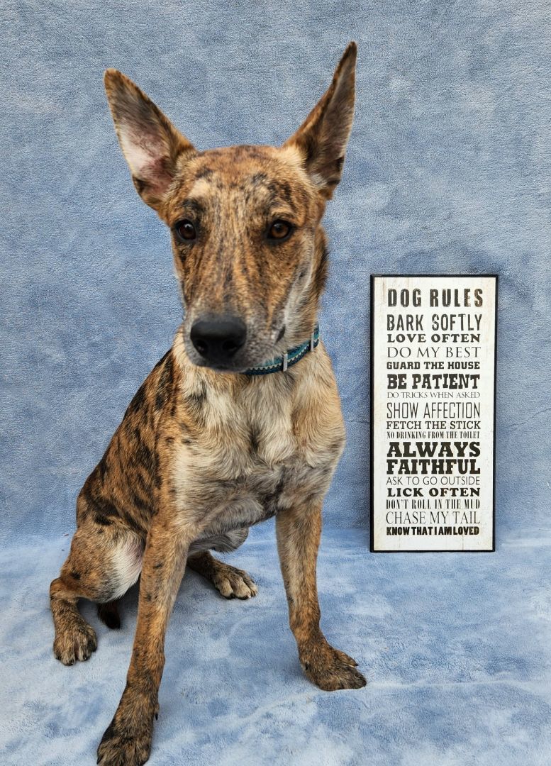 Tiger, a Adoptable mixed breed in Monroe, NC image 5/6