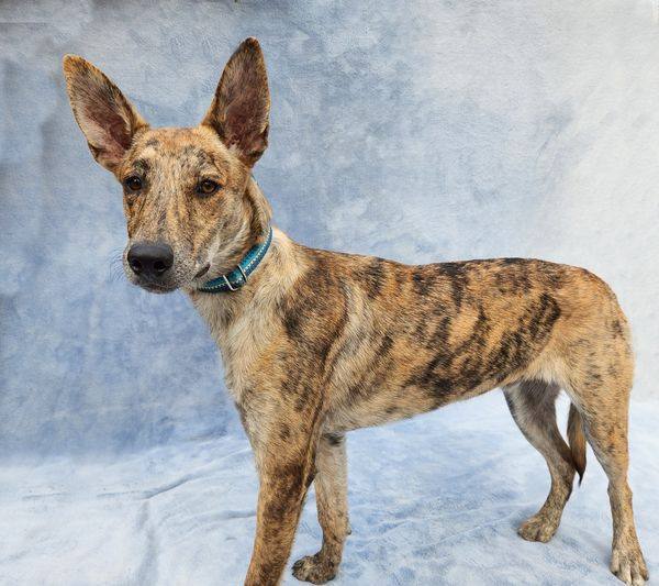 Tiger, an adoptable Dutch Shepherd in Monroe, NC, 28111 | Photo Image 2