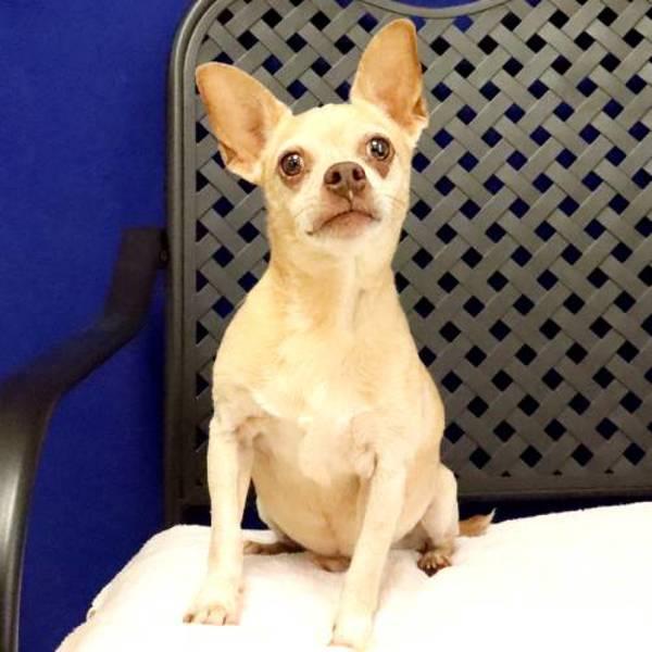 Enlarge Jax, a Adoptable mixed breed in Midland, TX image 1/1