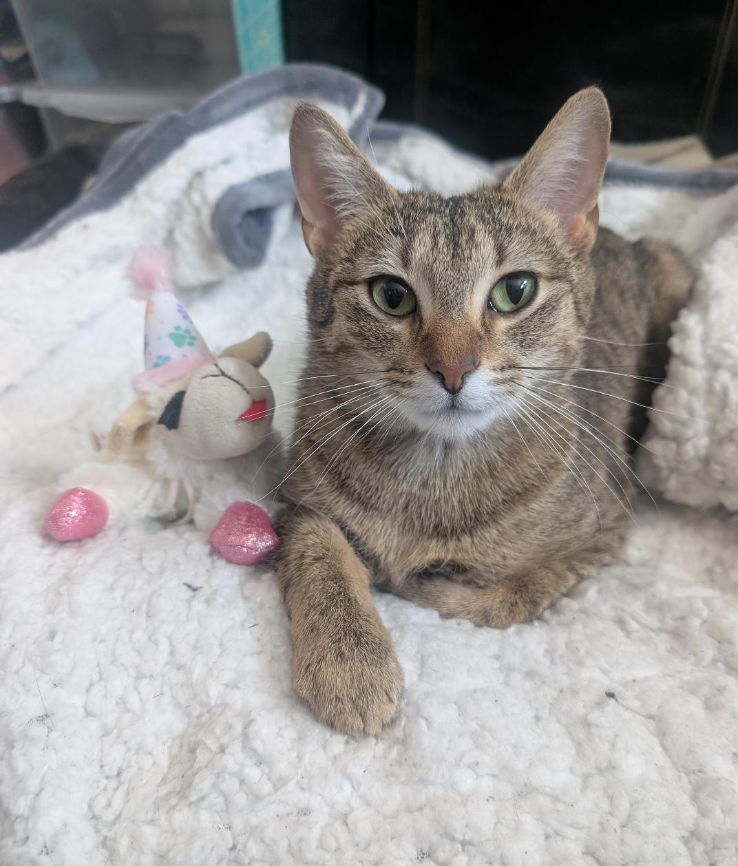 Svetlana, ADOPTABLE, Adult Female Domestic Short Hair.