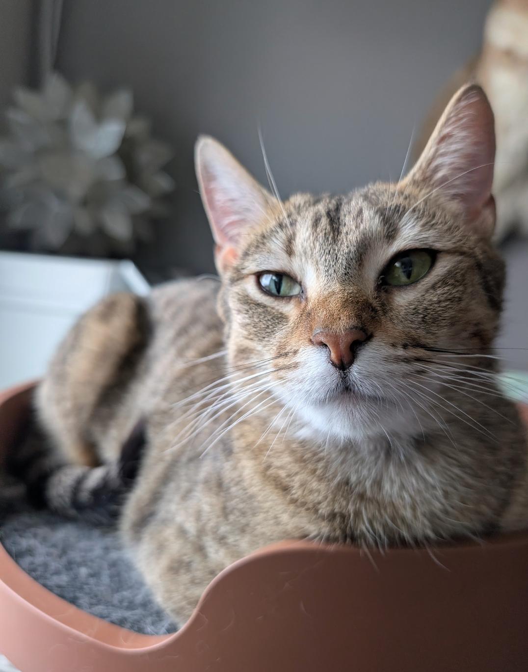 Enlarge Svetlana, a ADOPTABLE Domestic Short Hair in Calgary, AB image 5/5